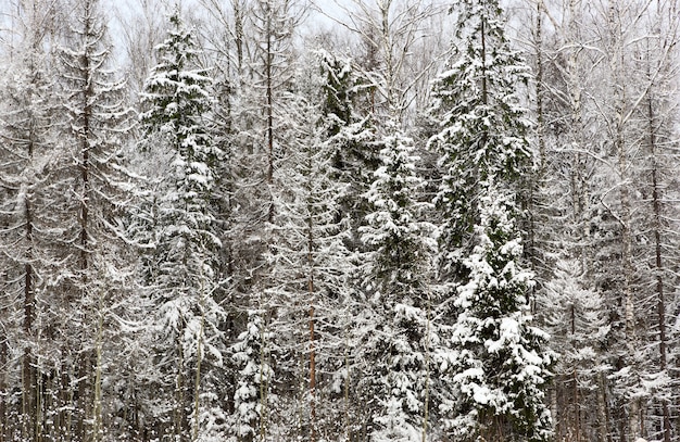 Árboles con nieve en invierno