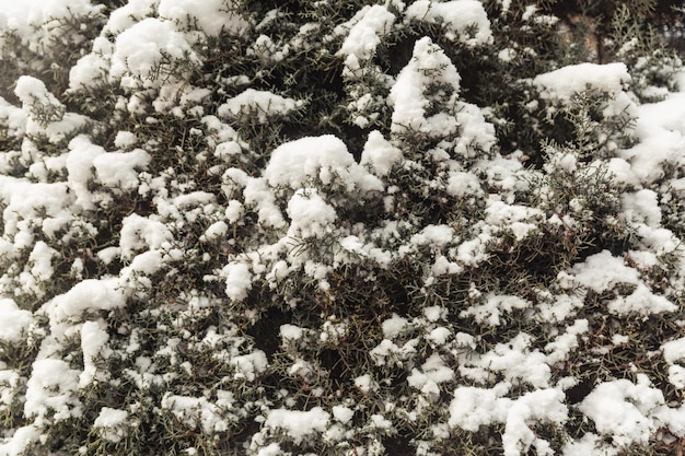 Árboles en la nieve paisajes de invierno