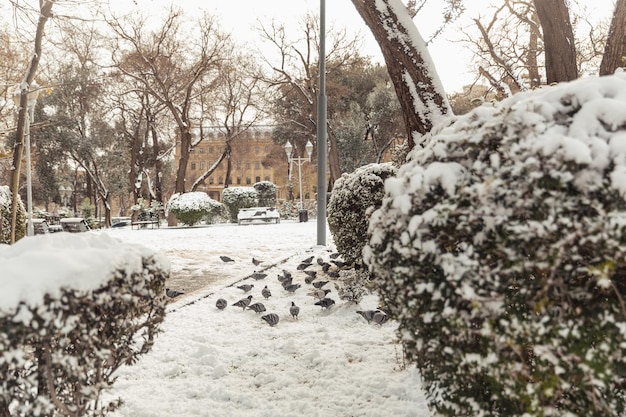 Árboles en la nieve paisajes de invierno