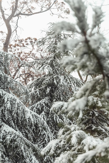 Árboles en la nieve paisajes de invierno