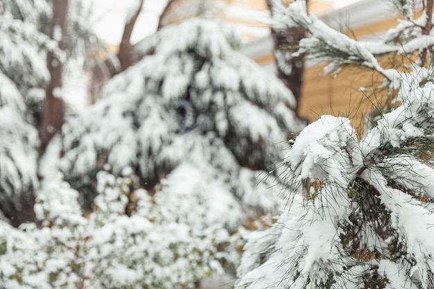 Árboles en la nieve paisajes de invierno