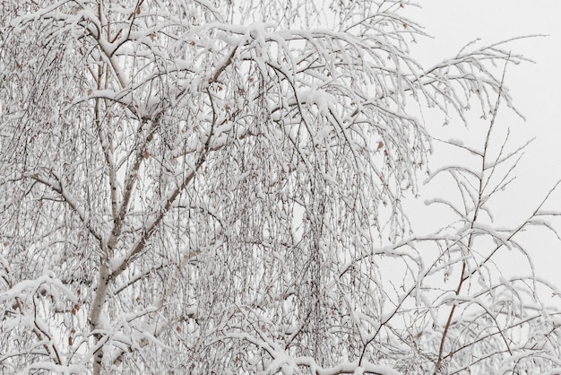 Árboles con nieve en el parque de invierno. Día nevado, cielo nublado.