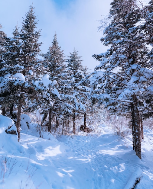 Árboles de nieve rusos. Paisaje invernal en la montaña de Falaza