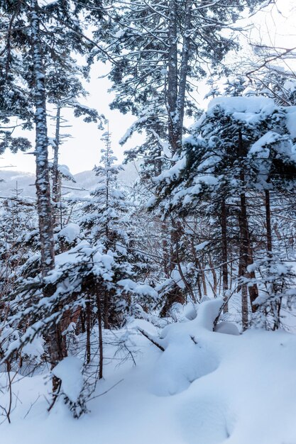 Árboles de nieve rusos. Paisaje invernal en la montaña Falaza