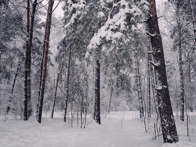 Árboles con nieve en Winter Park, bosque de invierno cubierto de nieve