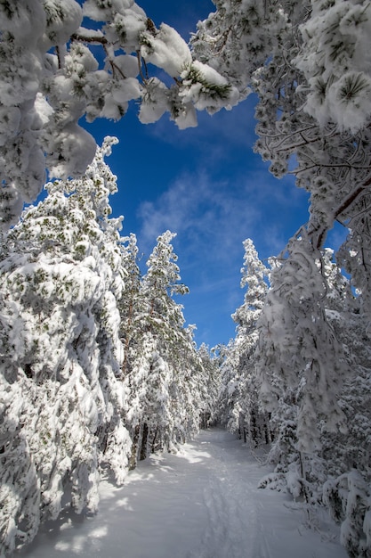 Árboles bajo la nieve