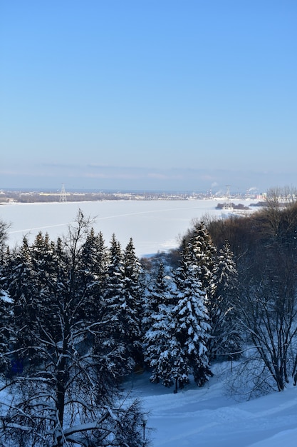 Árboles a orillas del Volga en invierno