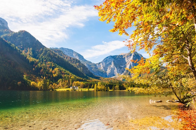 Árboles de otoño amarillo en la costa del lago Vorderer Langbathsee en Alpes austríacos.