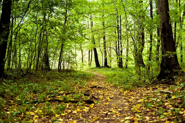 Árboles de otoño en el bosque con fondo de hojas caídas amarillas