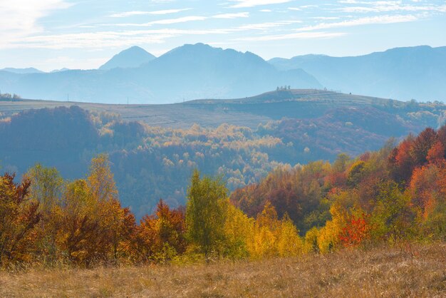 Árboles de otoño en el bosque