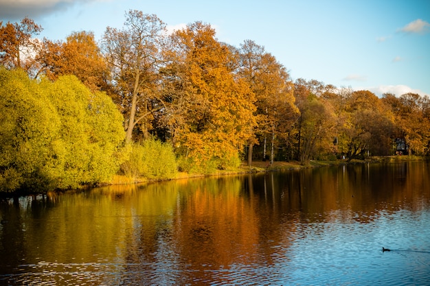 Árboles de otoño cerca del lago en tiempo nublado y soleado, paisaje pictórico de otoño, muchos árboles de otoño en el parque natural en San Petersburgo, Rusia, temporada de otoño en el parque de la ciudad