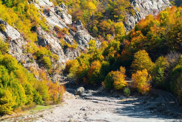 Árboles de otoño coloridos en la ladera de una montaña