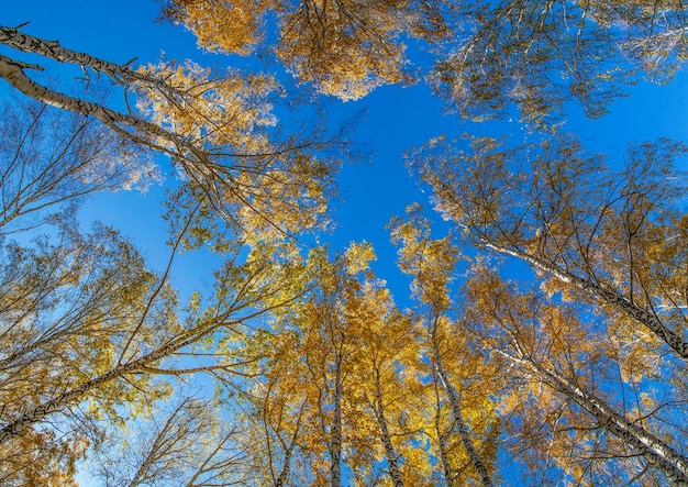 Árboles de otoño contra el cielo azul vista hacia arriba