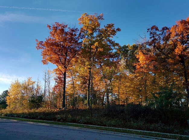 Árboles de otoño contra el cielo