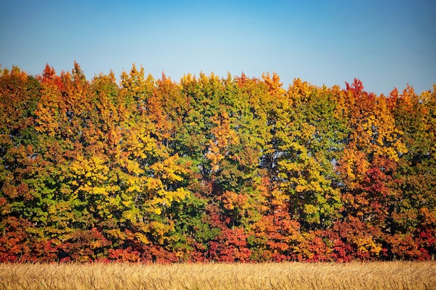 Árboles de otoño en el fondo de campos sin limpiar y cielo azul