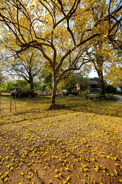 Árboles de otoño con hojas amarillas en un bosque o parque