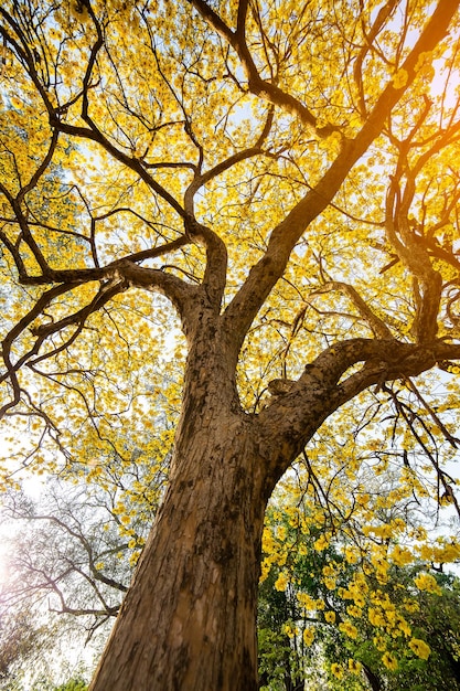 Árboles de otoño con hojas amarillas en un bosque o parque