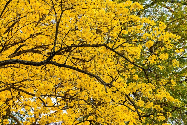 Árboles de otoño con hojas amarillas en un bosque o parque