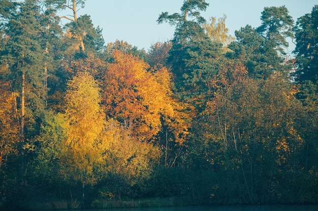 Árboles de otoño con hojas de colores.