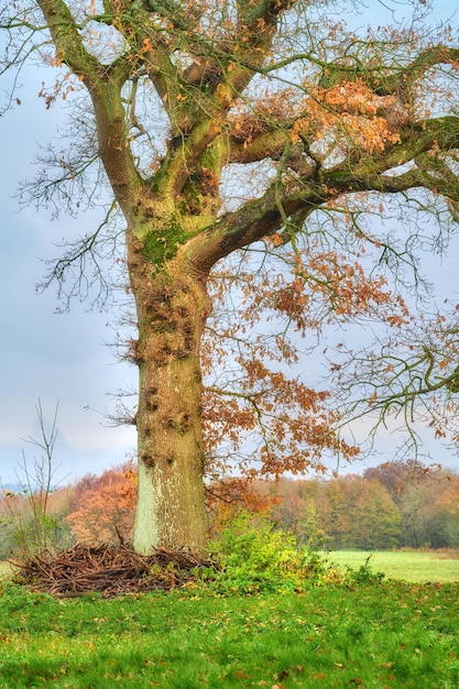 Árboles de otoño Paisaje de un árbol con colores otoñales naranja amarillo verde Paisaje natural de un viejo tronco de árbol en el claro rodeado de hierba exuberante en un entorno forestal ecológico