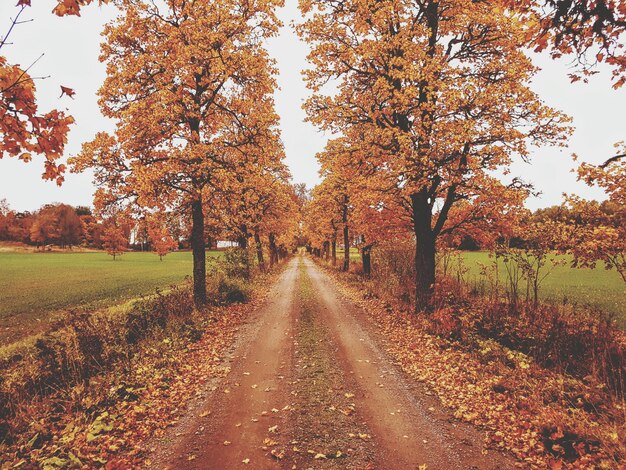 Árboles de otoño en el paisaje contra el cielo