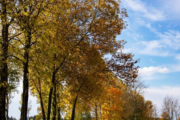 Árboles de otoño en el parque contra el cielo azul