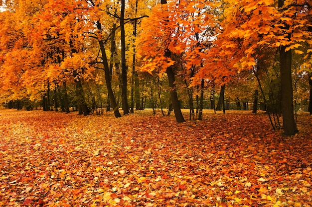 Árboles de otoño en el parque