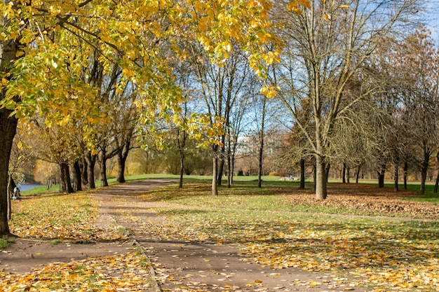 Árboles de otoño en el parque