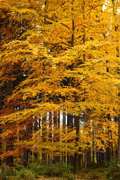 Árboles de otoño en el parque