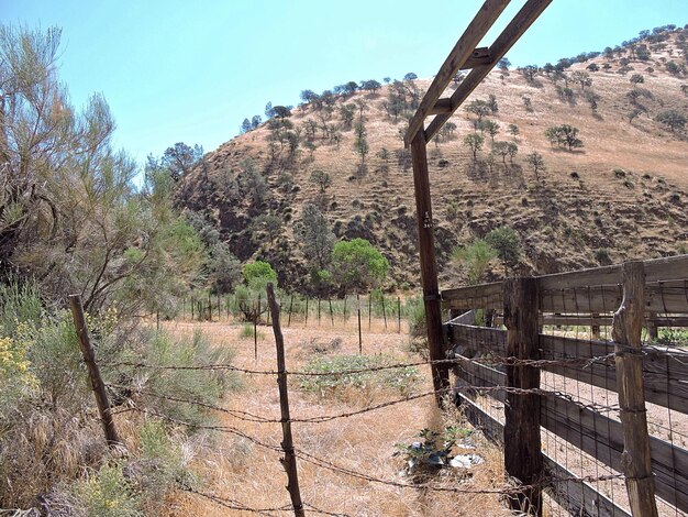 Árboles en el paisaje contra el cielo despejado