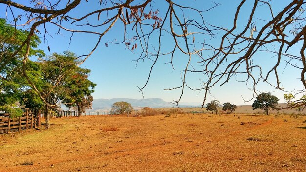 Árboles en el paisaje contra el cielo despejado