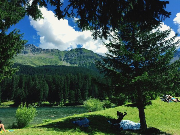 Árboles en el paisaje contra el cielo