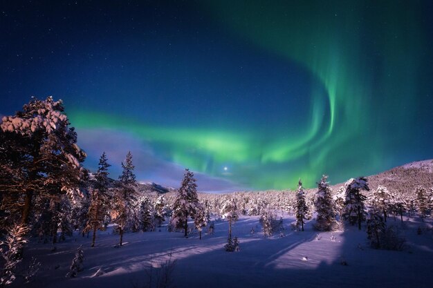 Árboles en el paisaje cubierto de nieve contra la aurora boreal por la noche