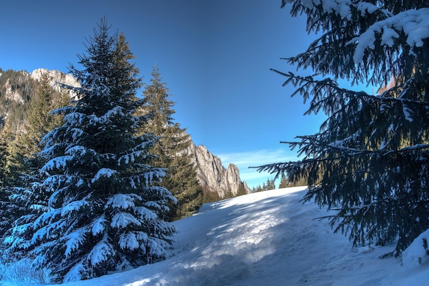 Árboles en el paisaje cubierto de nieve contra el cielo azul claro