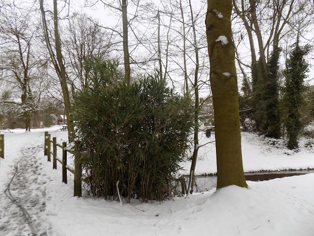 Árboles en el paisaje cubierto de nieve