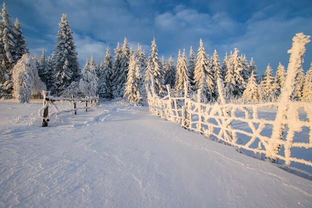 Árboles de paisaje de invierno en las heladas