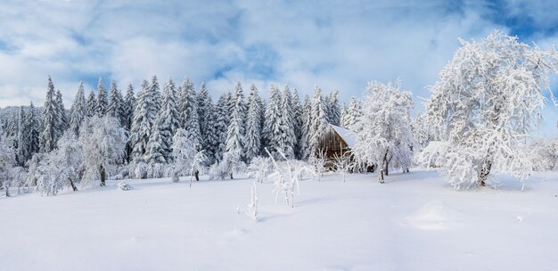 Árboles de paisaje de invierno en las heladas