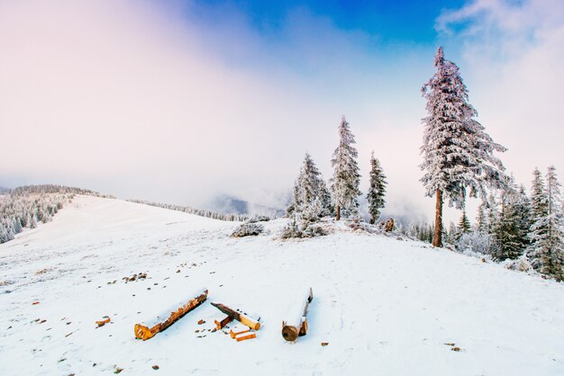 Árboles de paisaje de invierno en las heladas