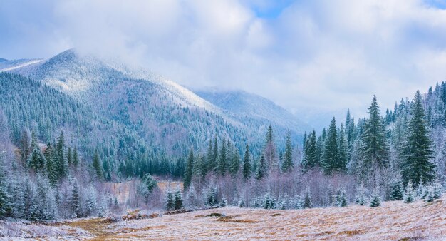 Árboles de paisaje de invierno en las heladas