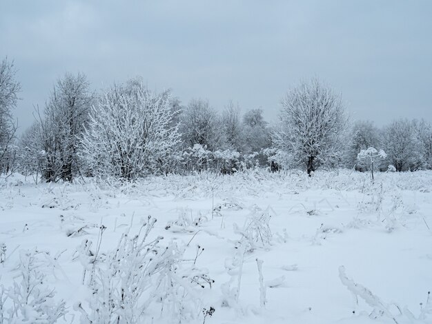 Árboles de paisaje de invierno en la nieve.