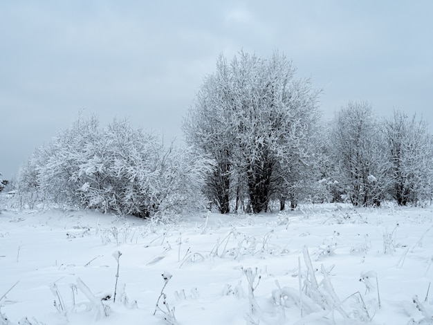 Árboles de paisaje de invierno en la nieve.