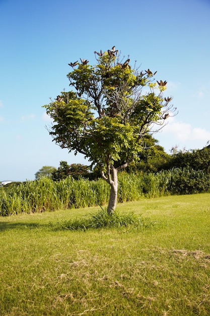 Árboles en el paisaje rural