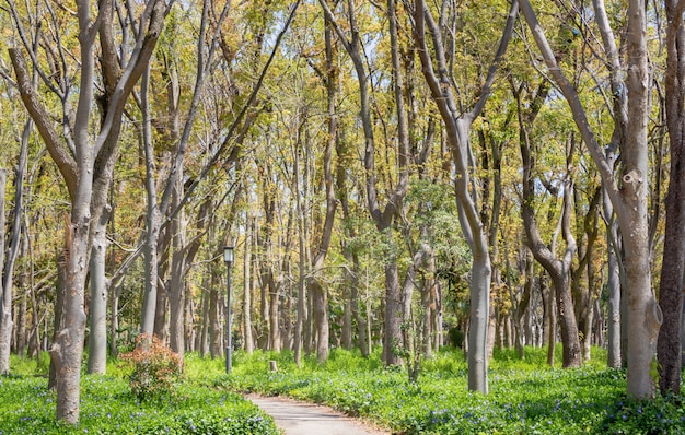 Árboles en el parque del castillo de Osaka