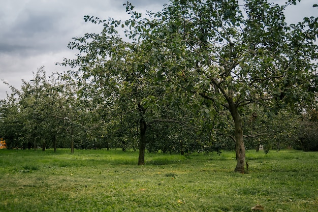 Árboles en el parque de la ciudad de otoño