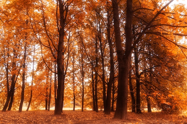 Árboles en el parque de la ciudad de otoño