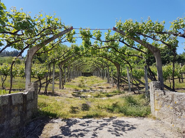 Árboles en el parque contra el cielo