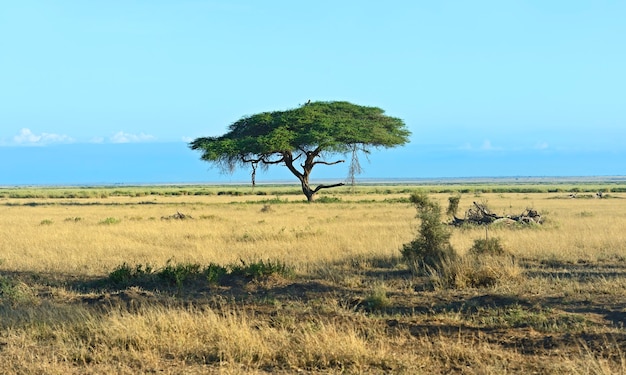 Árboles Parque Nacional de Amboseli en Kenia. Kenia