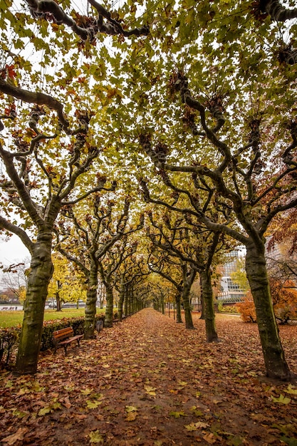 Árboles en el parque Nizza en Frankfurt am Main, Alemania