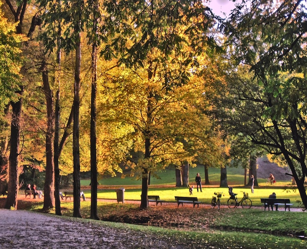 Árboles en el parque durante el otoño