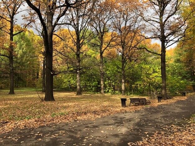 Árboles en el parque durante el otoño